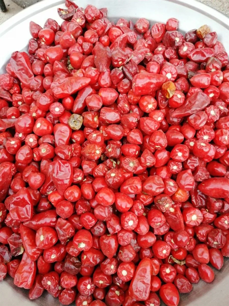Guntur Dry Red Chilli